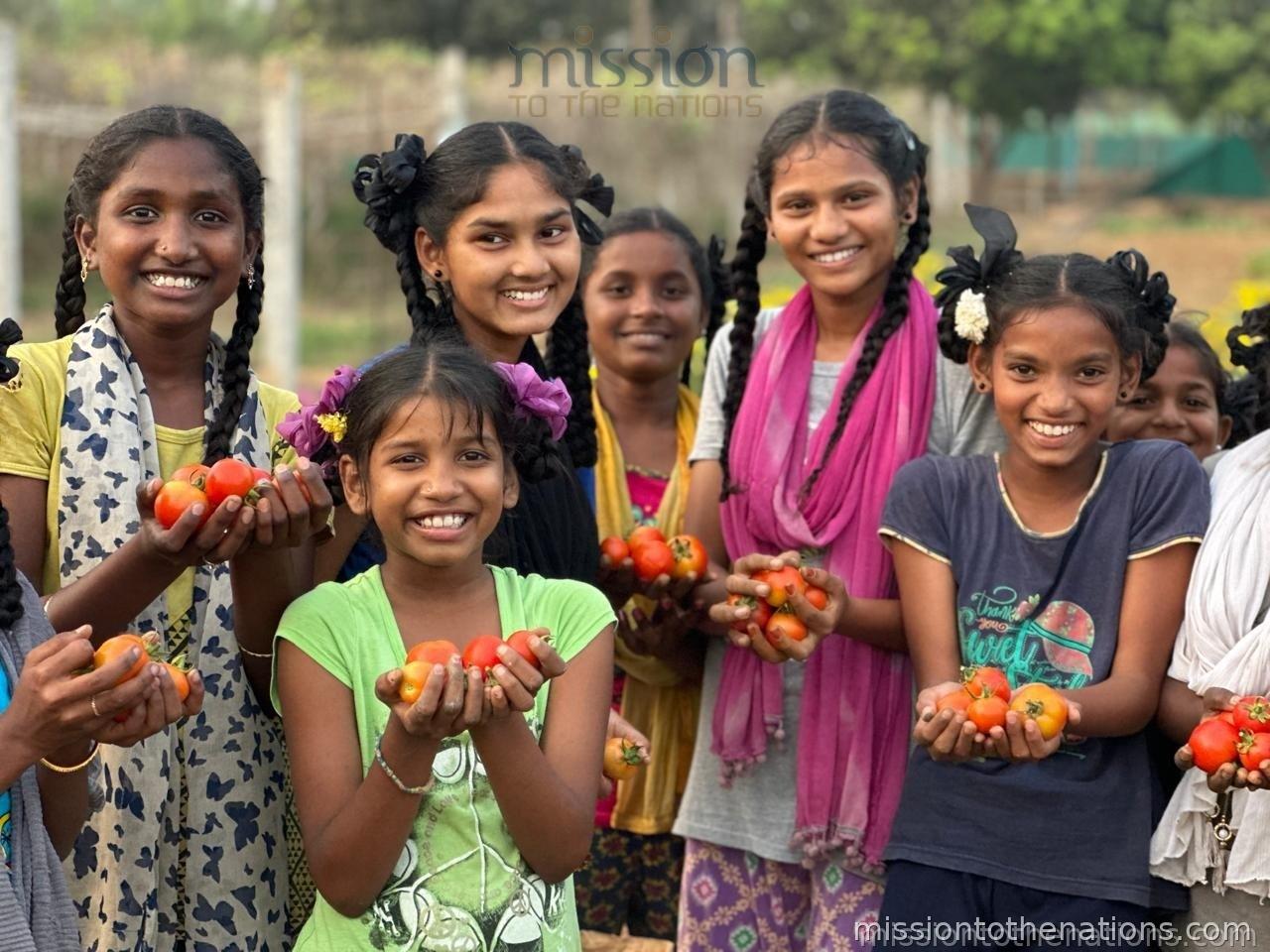 Harvest day — home-grown tomatoes